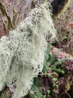Usnea barbata thumbnail 4