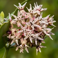 showy milkweed thumbnail 4