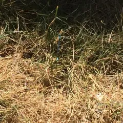 Northern Bluet thumbnail 4