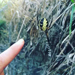 Yellow Garden Spider thumbnail 3