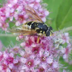Wasp-like Falsehorn thumbnail 1