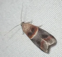 Walnut Shoot Moth thumbnail 4