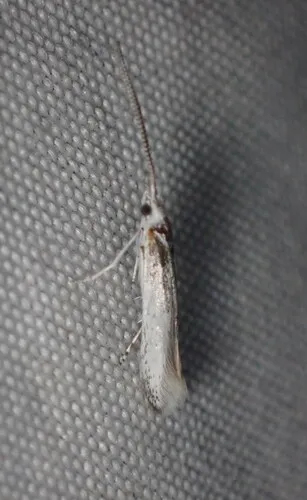 Coleophora querciella
