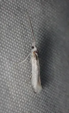 Coleophora querciella thumbnail 1