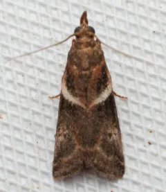 Crescent-winged Caudellia Moth thumbnail 4