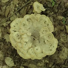 Black-staining Polypore thumbnail 1