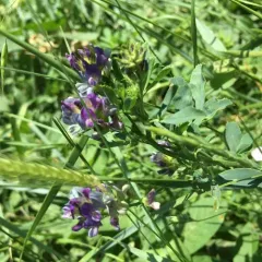 Alfalfa thumbnail 4