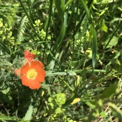 Scarlet Globemallow thumbnail 4