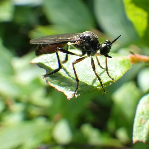 Stripe-legged Robber Fly