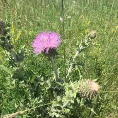 wavyleaf thistle thumbnail 4