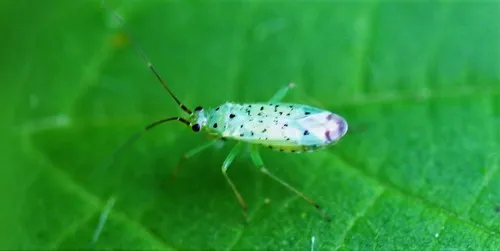 Ilnacora illini