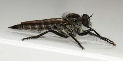 Machimus maneei