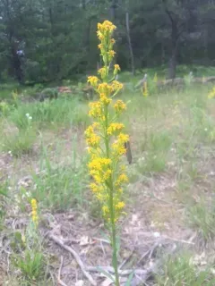 long-petioled showy goldenrod thumbnail 2