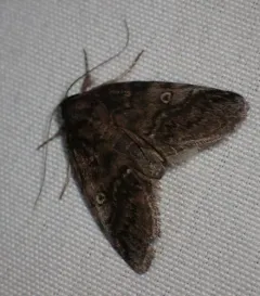 Pale Baileya Moth thumbnail 4