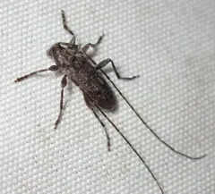 Eutrichillus biguttatus thumbnail 3