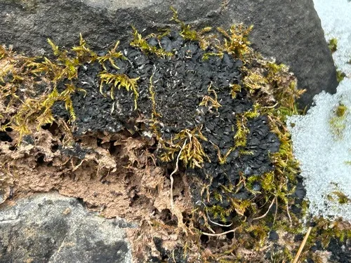 Enchylium expansum