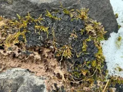 Enchylium expansum thumbnail 1