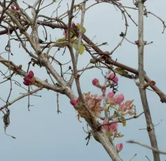 Winter honeysuckle thumbnail 1