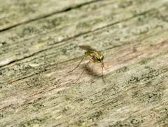 Sciapus pallens thumbnail 2