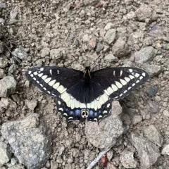 Indra Swallowtail thumbnail 4