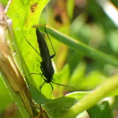 jumping plant bug thumbnail 4