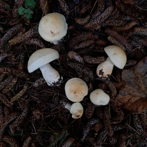 Large White Leucopax