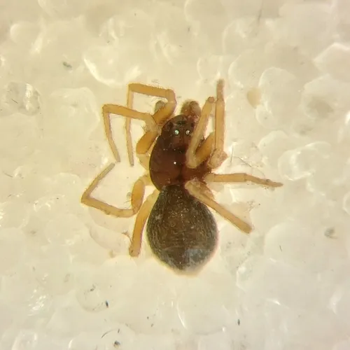 Diplocephalus subrostratus
