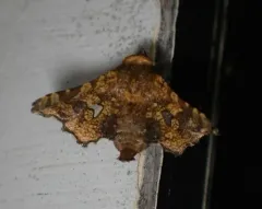 Eyed Dysodia Moth thumbnail 4