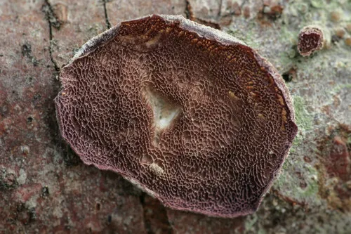 Skeletocutis lilacina