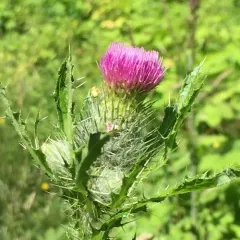 Short-styled Thistle thumbnail 1