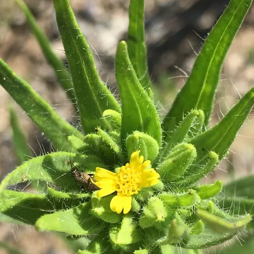 mountain tarweed