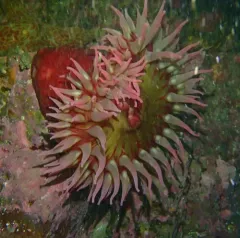 fish-eating anemone thumbnail 3