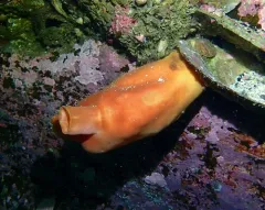 Pacific Sea Peach thumbnail 3