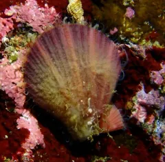 Spiny Scallop thumbnail 3