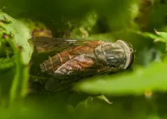 Hybomitra captonis thumbnail 3
