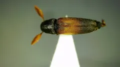 Isorhipis ruficornis thumbnail 2
