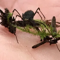 Dendrolasma mirabile thumbnail 2