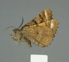 Red-winged Wave Moth thumbnail 4
