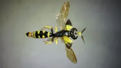 Crabro argusinus thumbnail 3
