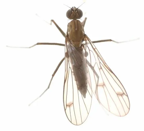 Clinocera binotata
