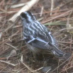 Black-and-white Warbler thumbnail 2