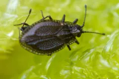 moss lacebug thumbnail 4