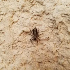 Tan Jumping Spider thumbnail 2