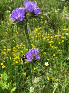 Bristly Bellflower thumbnail 4