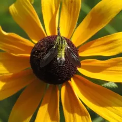 Hunchbacked Bee Fly thumbnail 2