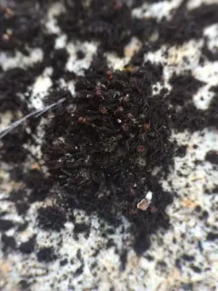 Blytt's Rock Moss thumbnail 3