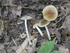 Pseudosperma friabile thumbnail 1
