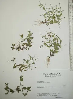 Slender False Pimpernel thumbnail 2