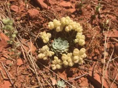 Fremont County Twinpod thumbnail 3