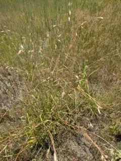Parry's Oatgrass thumbnail 4